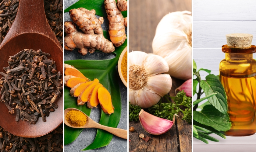 strongest natural antibiotic for tooth infection